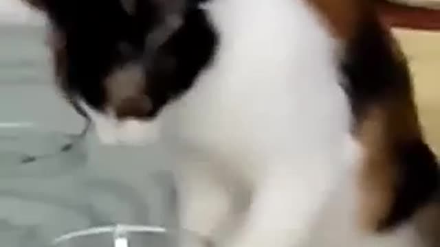 Cute Cat trying to drink water in glass, And washing her hands (paws)