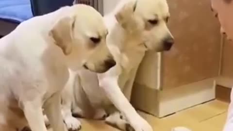 Funny Dogs