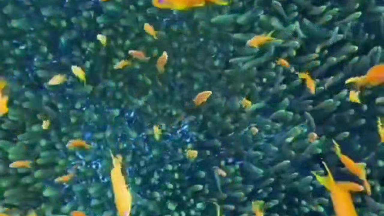 Sea Fishes