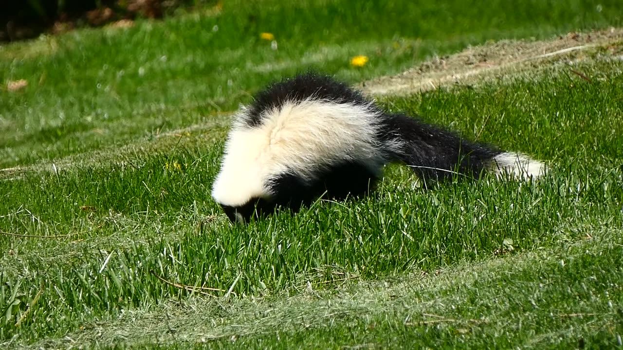 Lovely Skunk Searching for Food