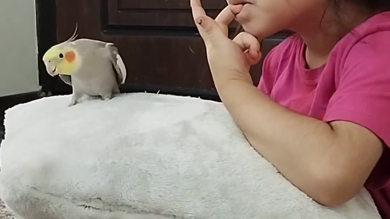 Parrot copy his owner