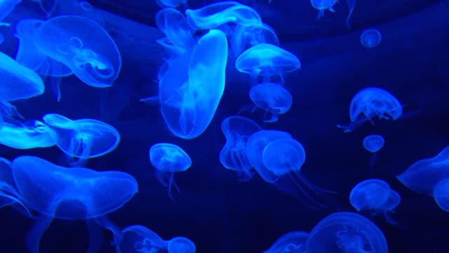 Blue jellyfish cute