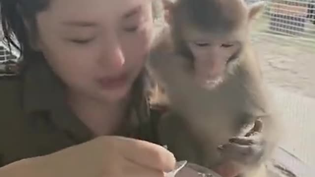 Funny monkey clip videos