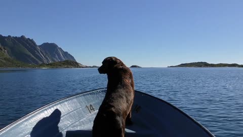 Dog 🐕 in the sea