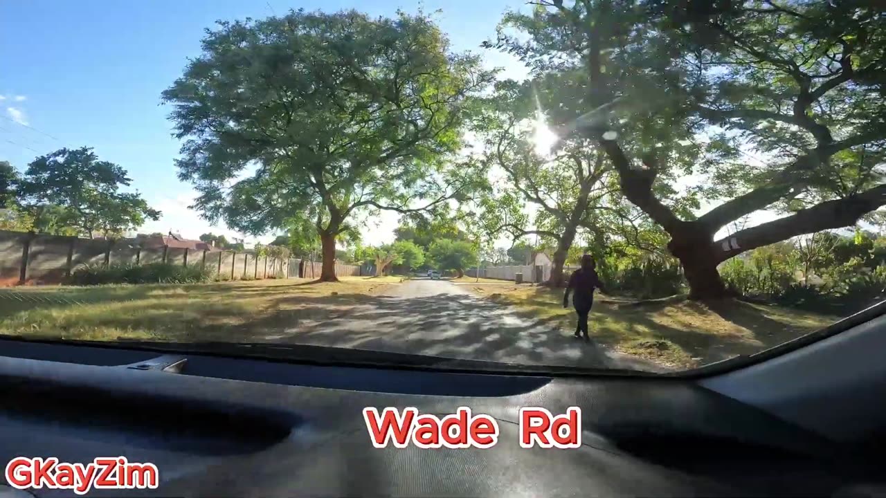 The Jacaranda Trees of Harare, Zimbabwe. .