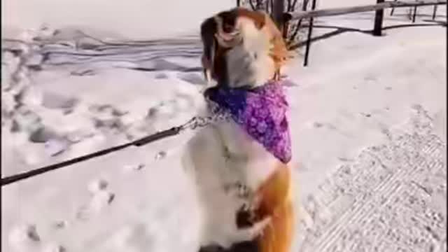 Accident? No problem - doggo