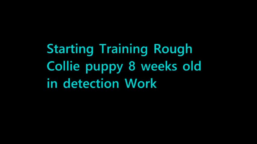 training puppy rough collie 8 weeks old in detection work