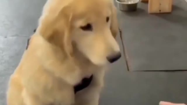 Cute dog following instructions