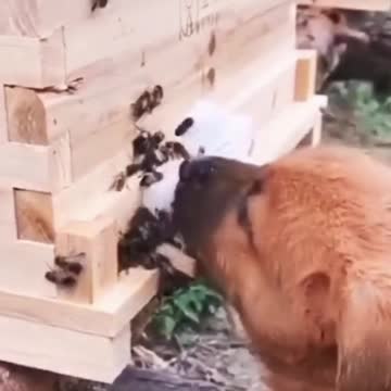 Best funny animals videos 2022