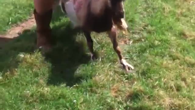 A fainting goat that is kept in American farmland.