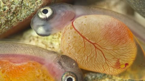 Steelhead Eggs Hatching