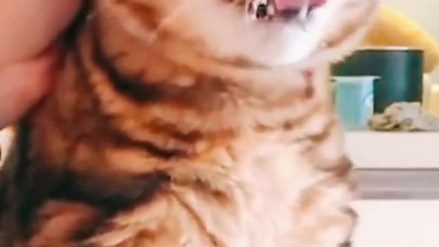 Funny cat tongue display