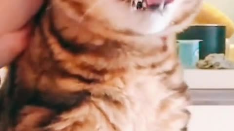 Funny cat tongue display