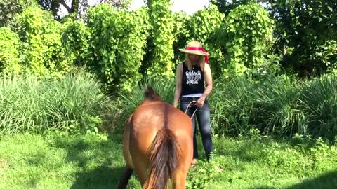 A girl And A Horse at Horse Farm| Horse Training | How to teach your Horse to lay Down