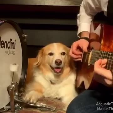dog now he is one of the pawfessional drummers - 5 reasons not to become a pro drummer