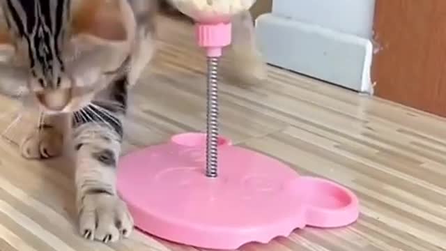 The Ultimate Viral Cat Video