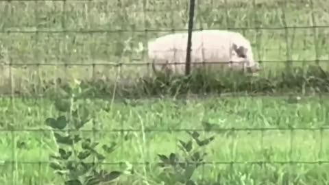 The cutest oinks!❤️ 🎥 #cute #pig #little