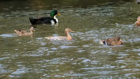 Ducks landing