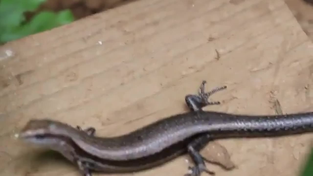 wildlife & Funs