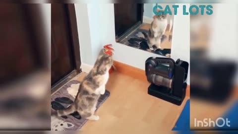 Funny cat and dog