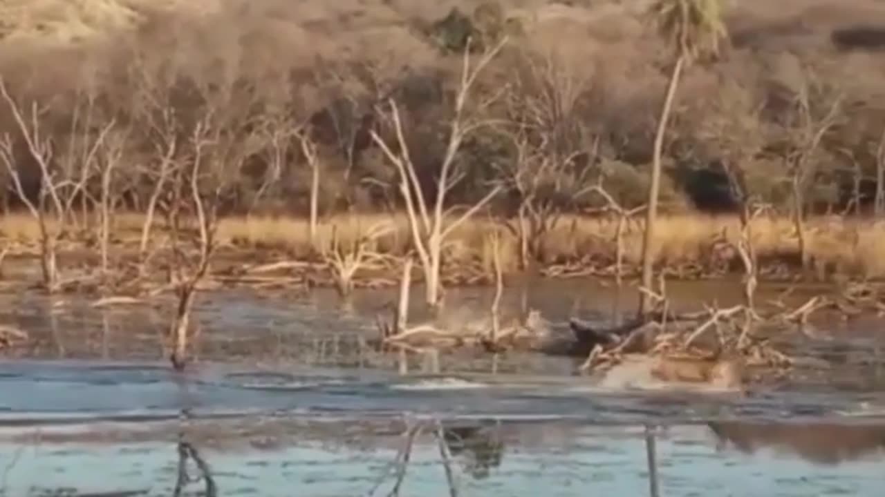Wildlife in closer view with a natural perspective.