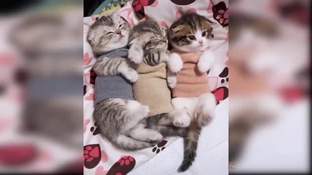 Best of Cute cats and Funny Cat Videos