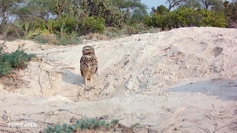 fauna del desierto de san luis potosi