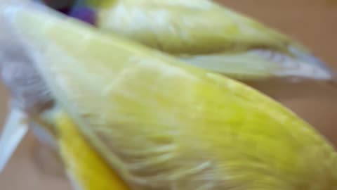 Yellow gouldian finches | Aviary Birds