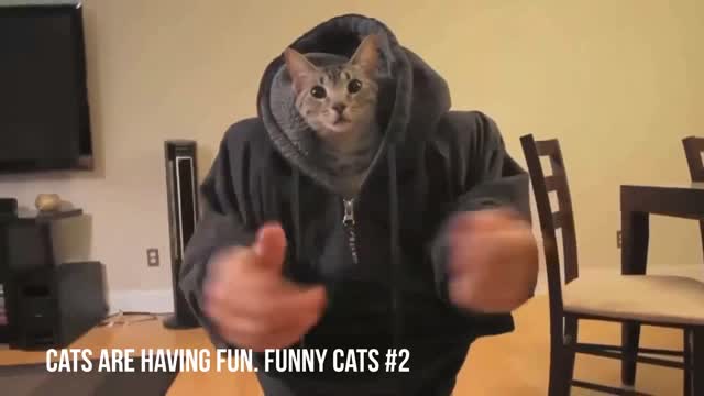 Cats are having fun. Funny cats #2