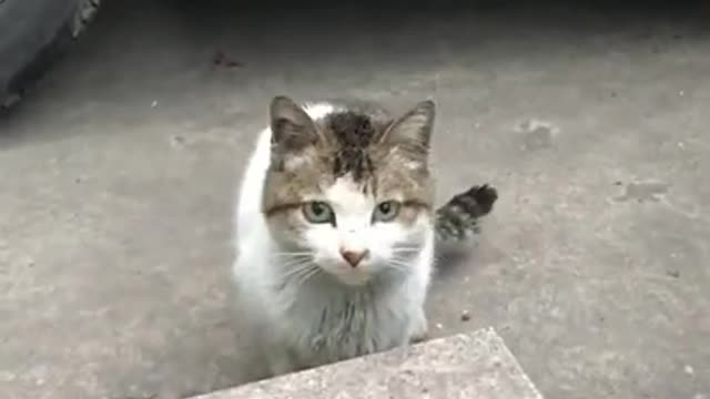 Super Adorable Cat Is Mad His Hooman Is Hiding His Treat!!!