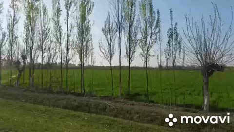 Spring in Fergana