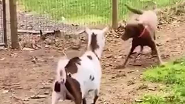 Animals Fails Funny videos, Cute Animals Never Fails 2021