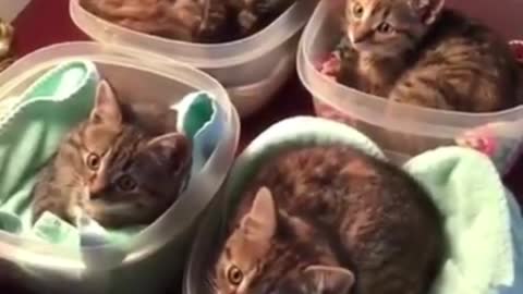 A group of kittens moving in synchrony