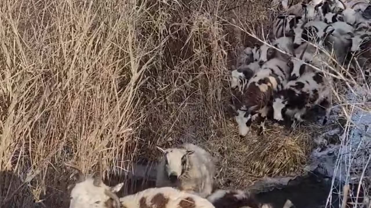 Sheep hopping across the creek, again