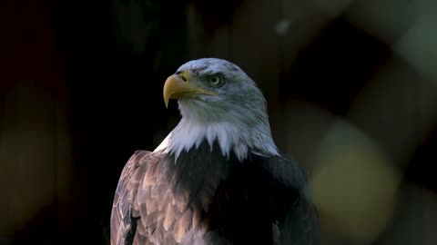 too beautiful american eagle