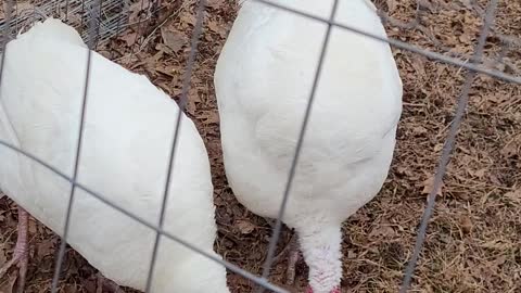 Our Turkeys Mr and Mrs Gobble