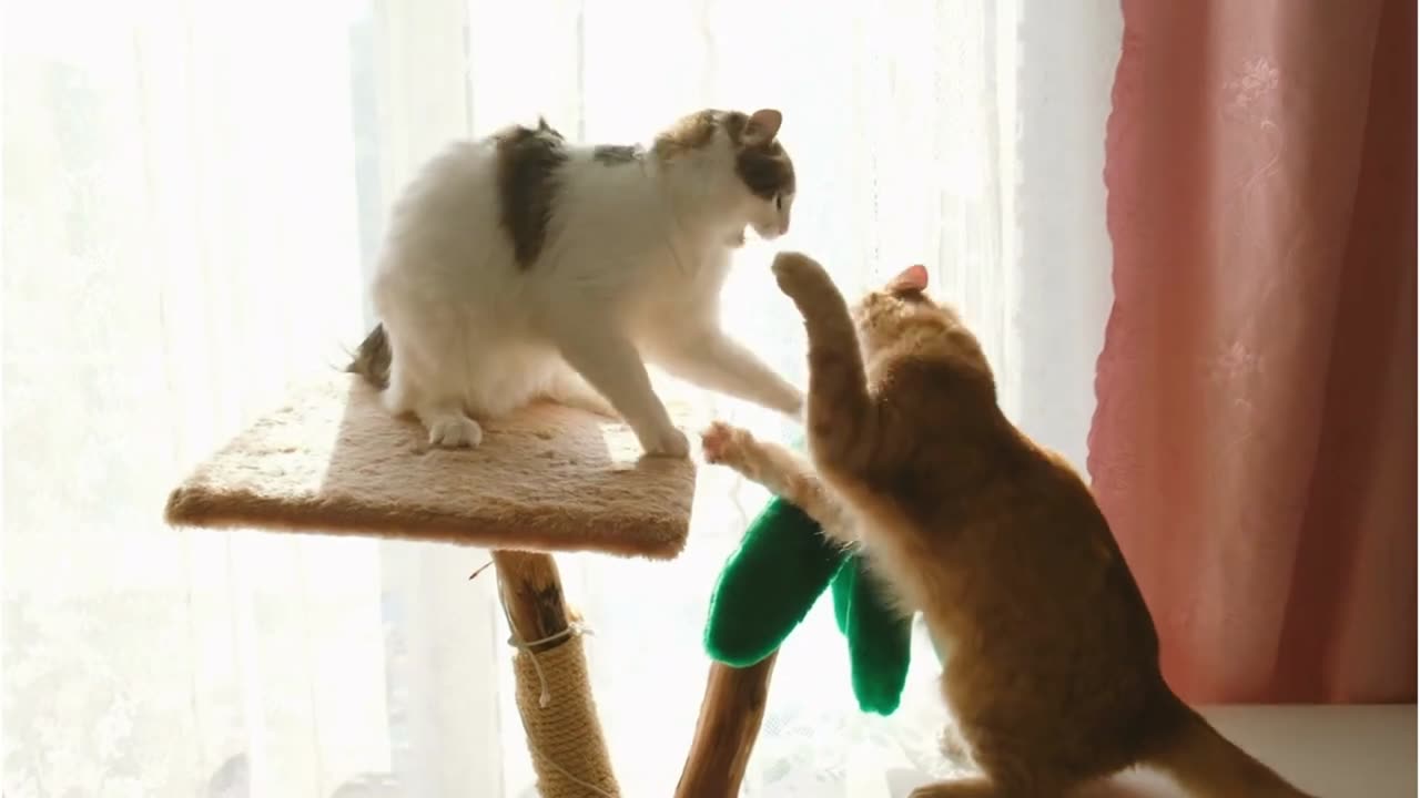 Adorable Cat Moments: Cutest Feline Clips to Brighten Your Day!