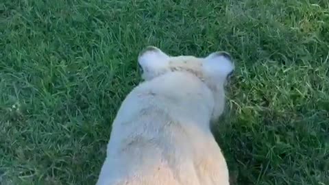 Tiger vs. Dog ... who will win? 🤣