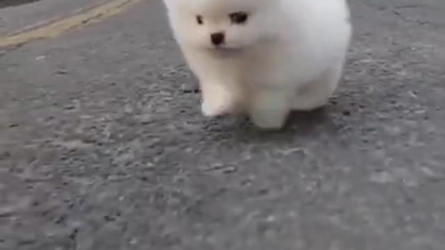 Cute & Funny Dog Video | Smart dog Video