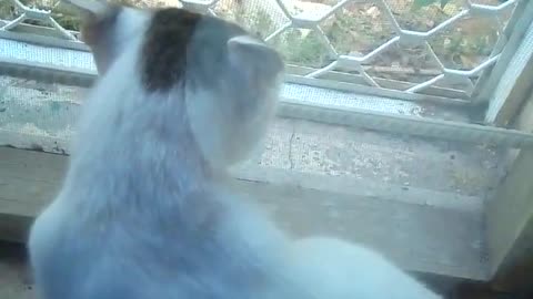 how my dog reacted to the new cat at home