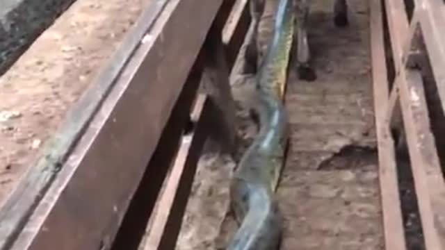 Anaconda attack