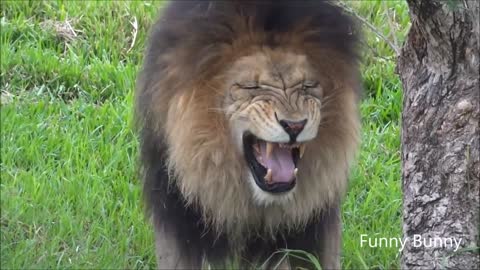 Laughing of a lion..