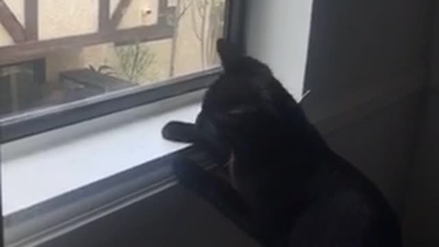 Black cat window catch and eats fly