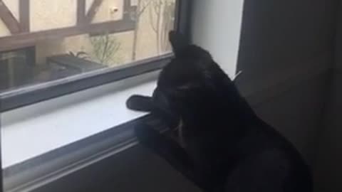 Black cat window catch and eats fly