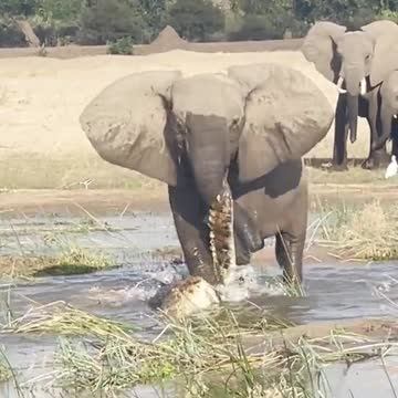 What kind of love and affairs of animal