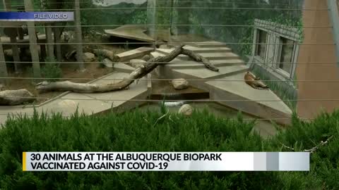 Animals getting the covid jab in zoos- WTF