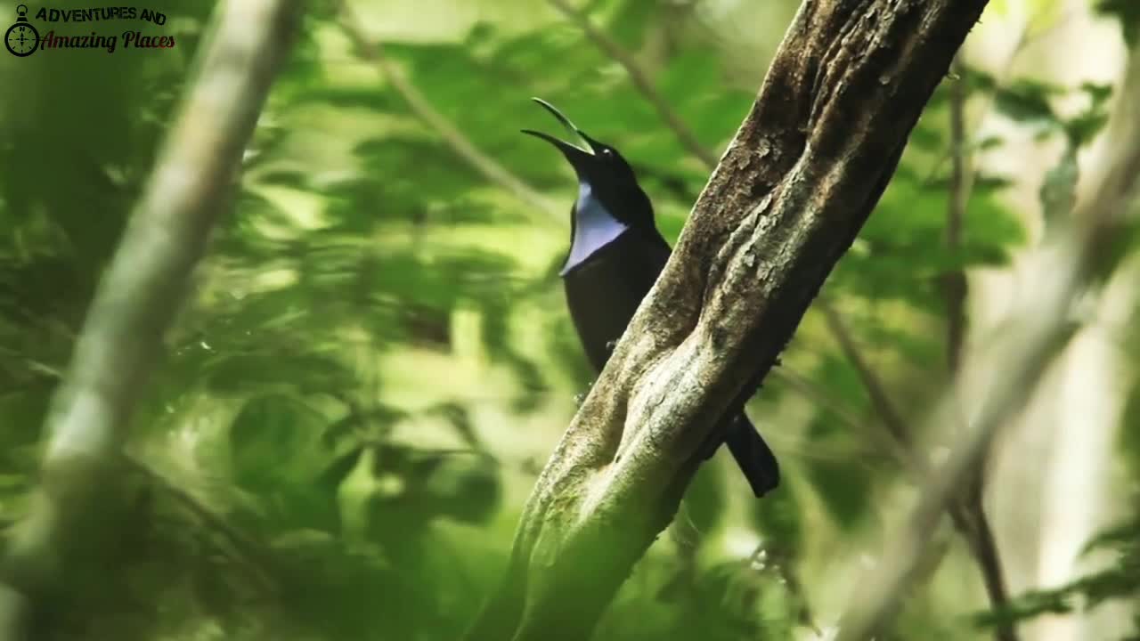 beautiful birds 💐💗