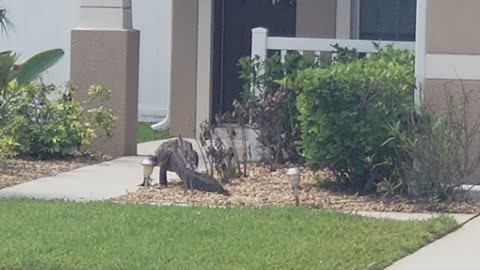 Door to Door Alligator