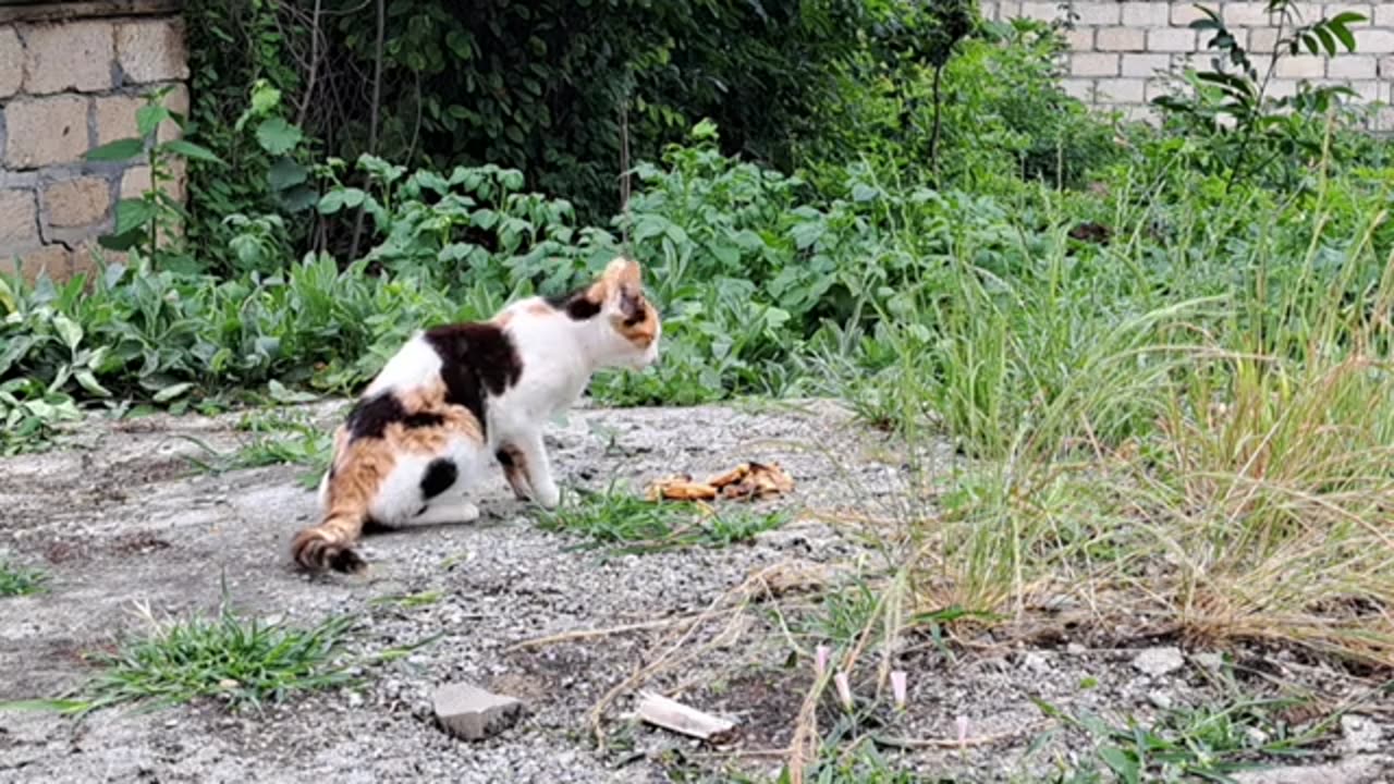 Cute cat eating grass after meal.