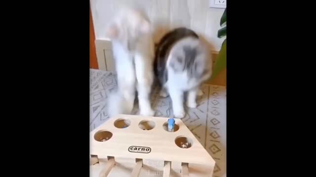 Try Not To Laugh To These Pets Compilation